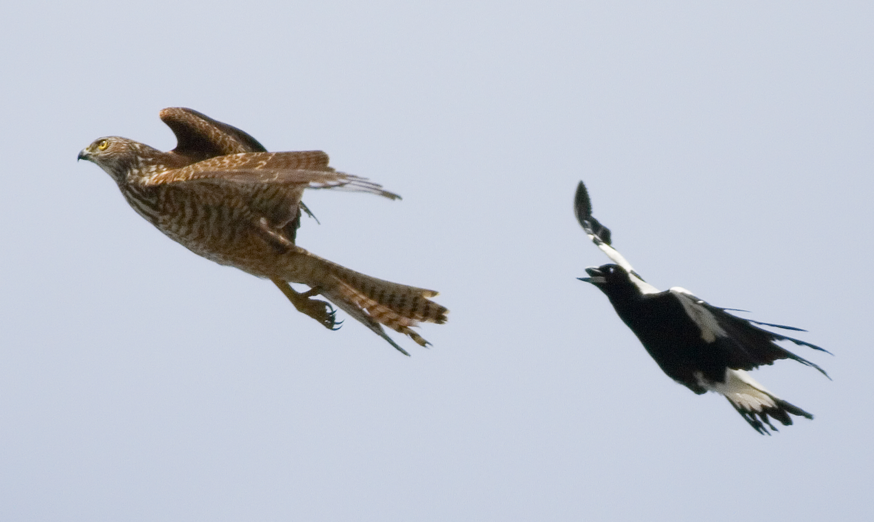 Magpie chasing Brown Goshawk