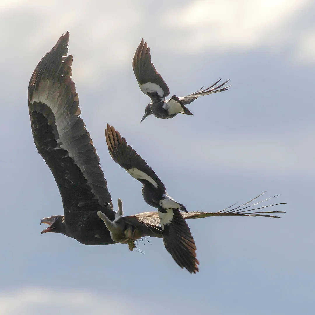 Two Australian magpies chasing a big wedge with a rabbit